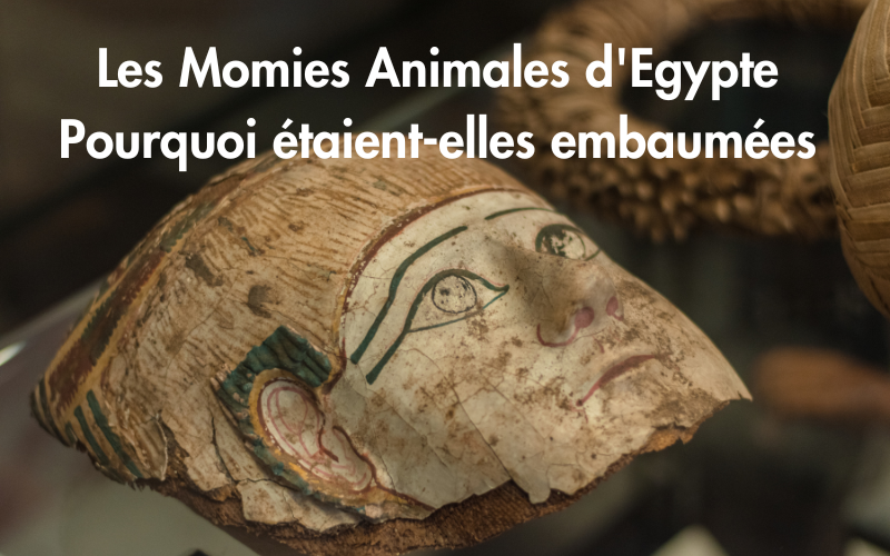 Les Momies Animales d'Egypte : Pourquoi étaient-elles embaumées