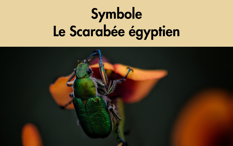 signification symbole scarabee