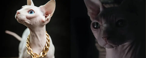Les mystères du Sphinx : gardien des pyramides ou énigme divine ?